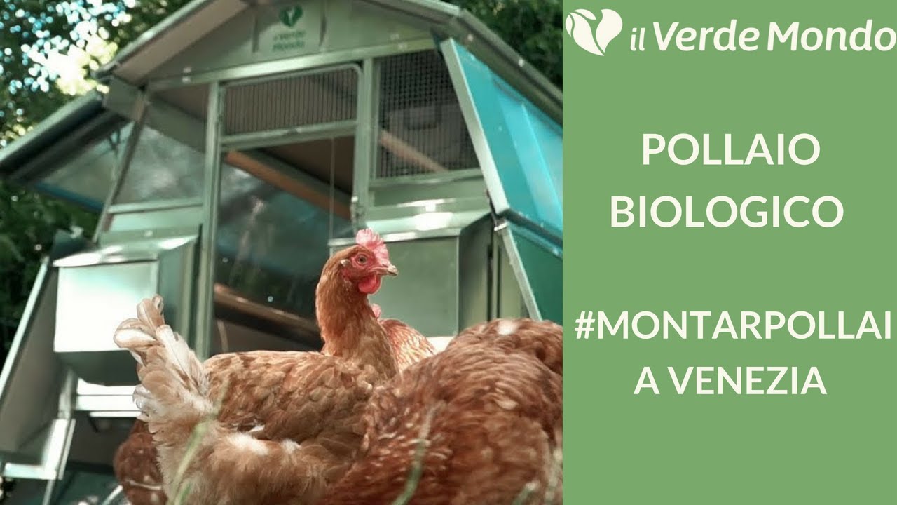 Pollaio Biologico | Giornata a #montarpollai a VENEZIA - Il Verde Mondo