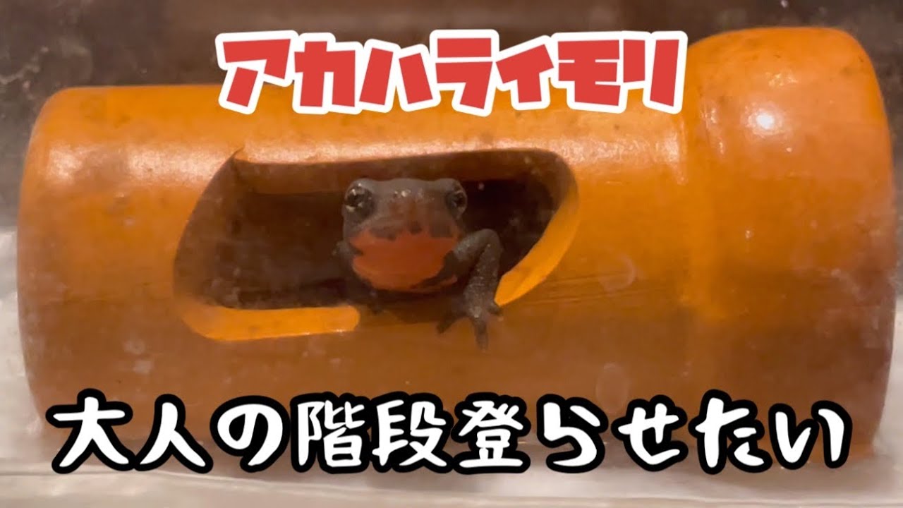 アカハライモリベビーを陸棲から水棲に移行させたい！