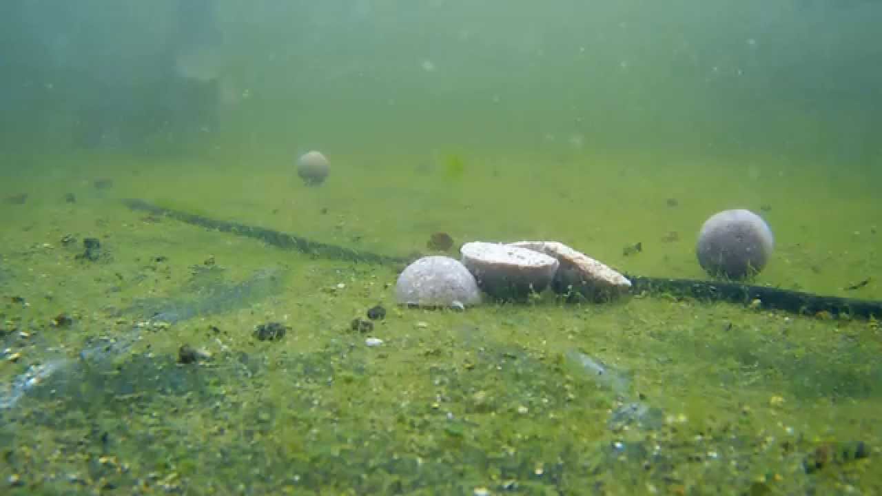 Carpes et bouillettes vues sous l'eau !