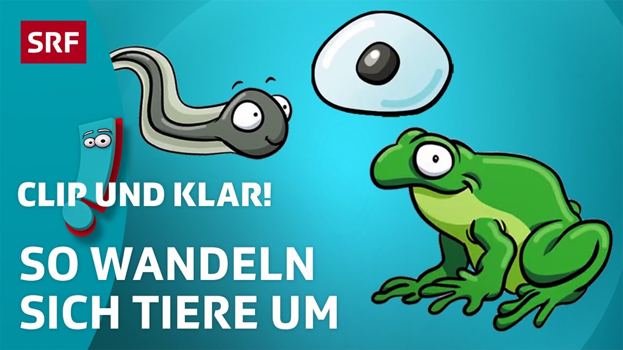 Was ist eine Metamorphose? | SRF Kids – Clip und klar! | Für Kinder erklärt