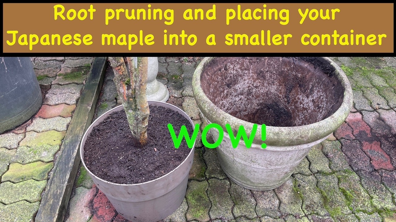 Root pruning your Japanese maple tree and placing it into a smaller container