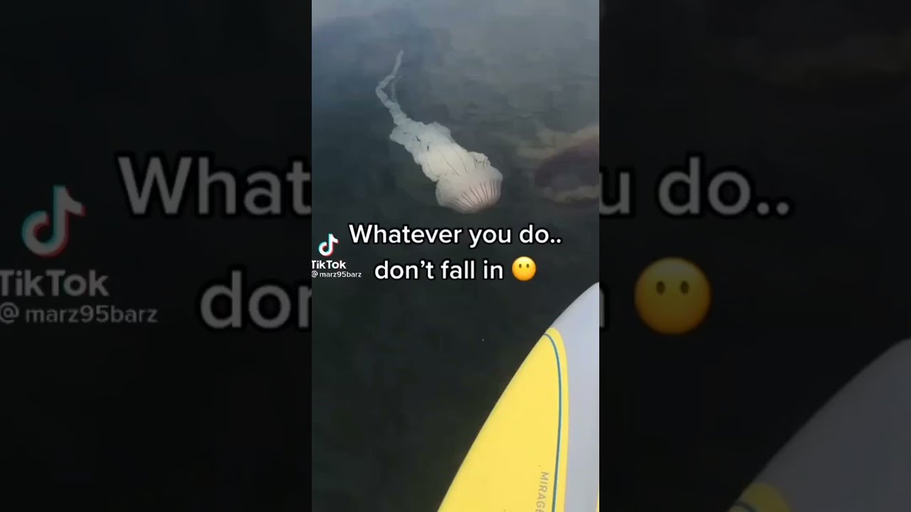 Giant jellyfish encounter 😱 | Lion's mane jellyfish | #shorts #sea