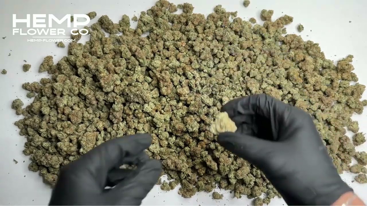 Blueberry Kush Indoor THCa Flower from Hemp-Flower Co.