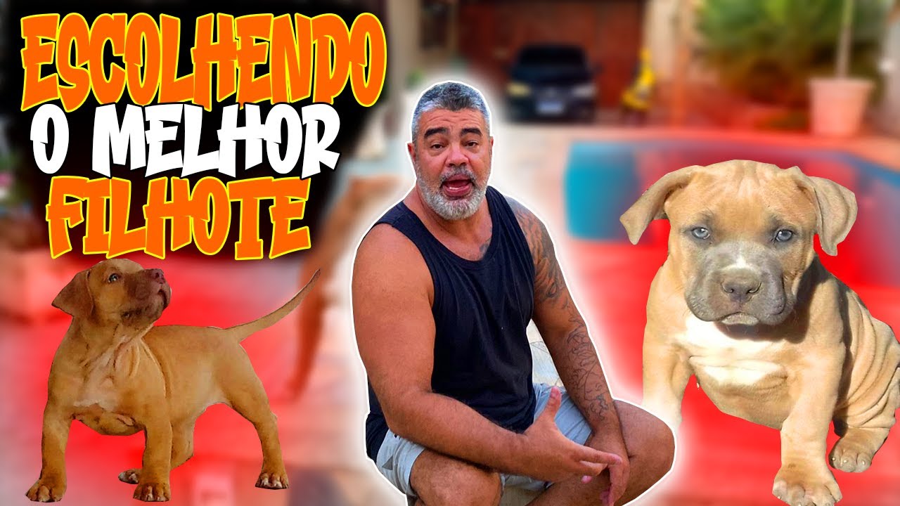 COMO ESCOLHER O MELHOR FILHOTE DA NINHADA PITMONSTER