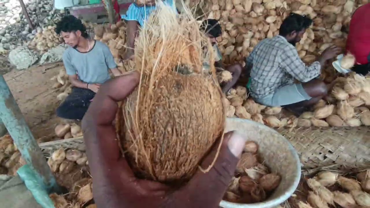 Bombay quality  all type of coconut available 9843 641848