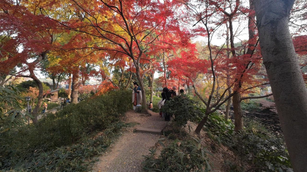 十二月在苏州不游虎丘乃憾事也！观海涌层林尽染,赏虎阜满山红黄。