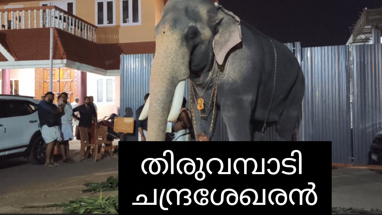 ആന ചന്തം ❤️❤️❤️