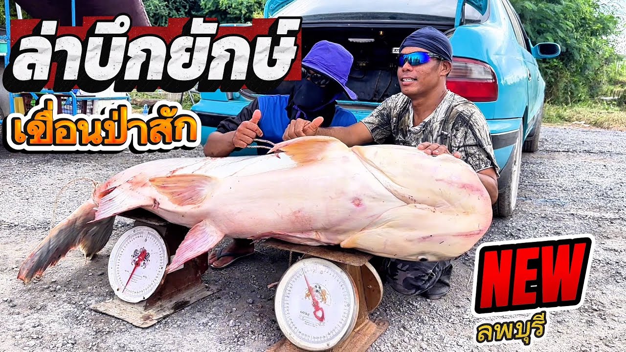 Ep🔥4 ล่าปลาบึกเขื่อนป่าสัก ปลาบึกยักษ์,ลุ่มน้ำ￼เจ้าพระยา