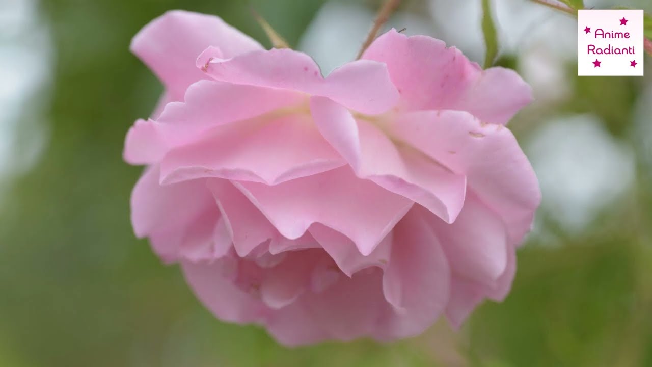 Louise Hay: Le Affermazioni Positive di Maggio 2025❤️