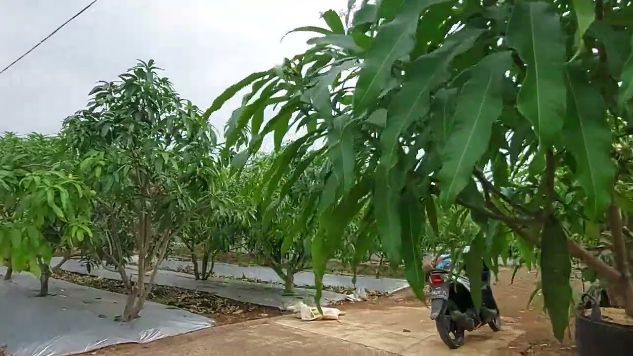 cek pohon mangga setelah pangkas siap untuk di buahkan