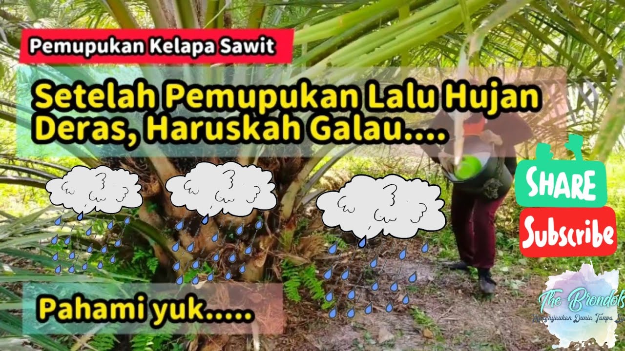 Setelah Pemupukan Lalu Hujan Deras, Haruskah Galau....
