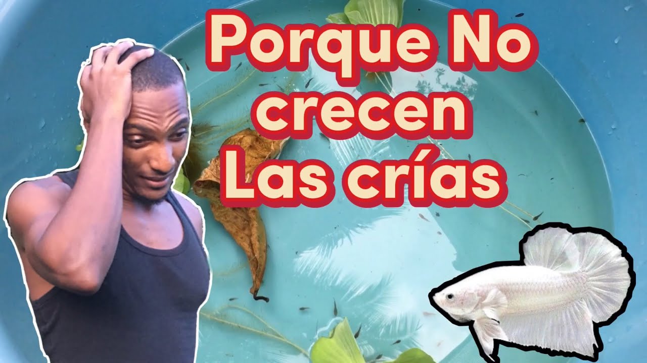 Porque mis crías no crecen rápido