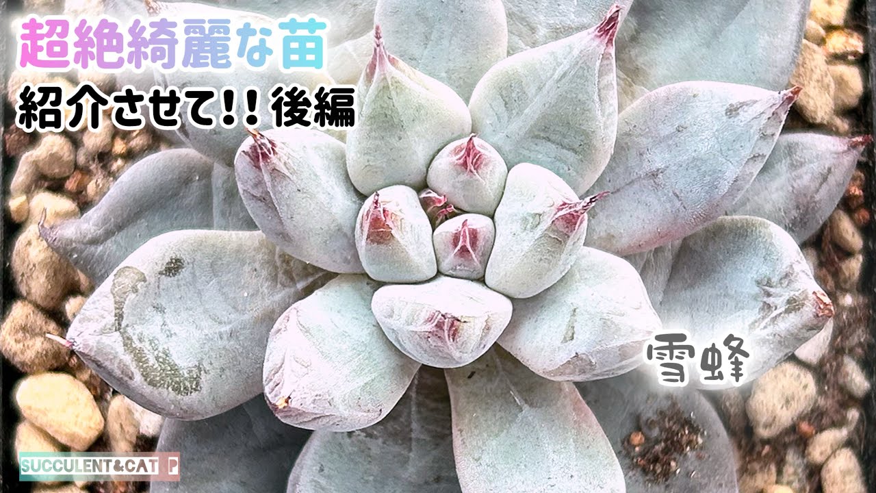 【多肉植物】 植え替え後編！買った多肉が美しすぎたから見て！