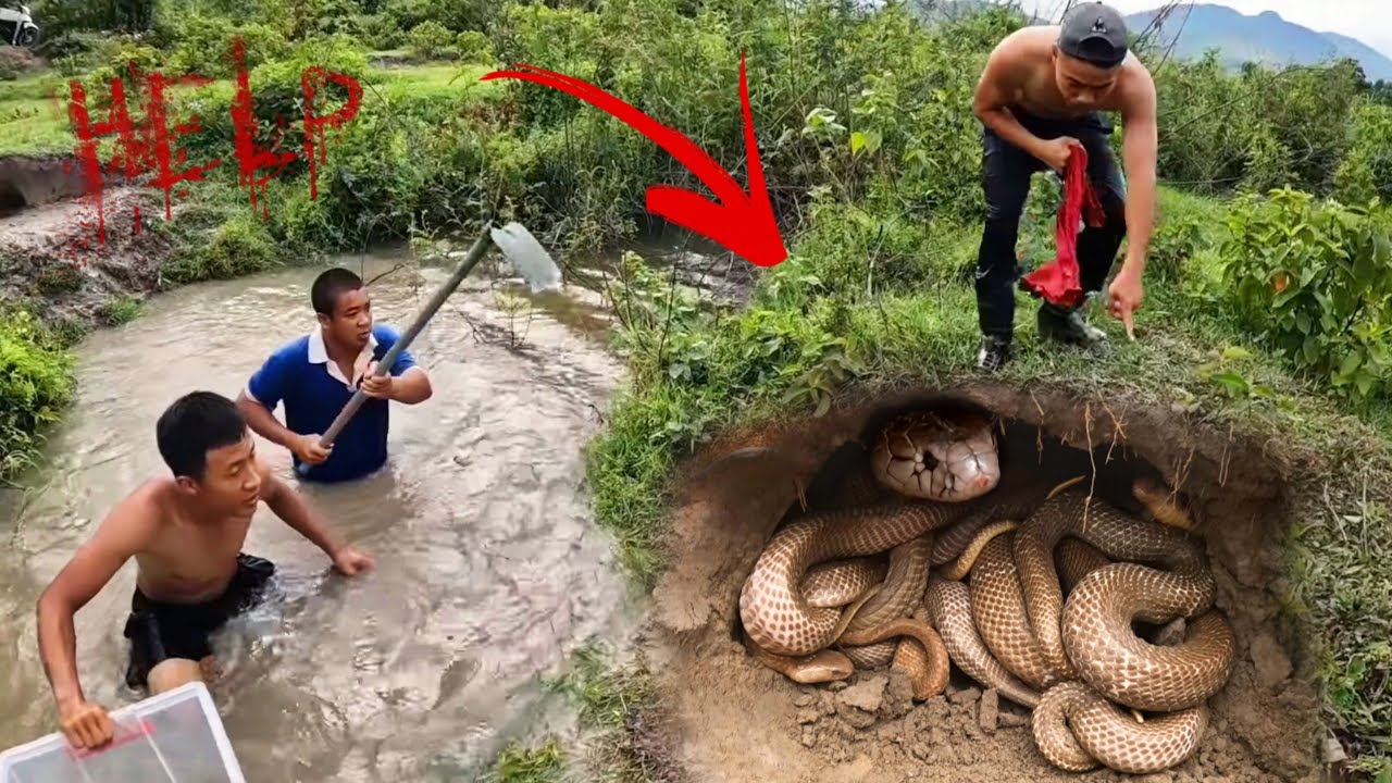 Brave Hunter Catch 1000 Giant Snakes By Hands