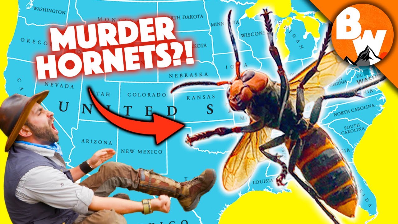 10 Things You Didn't Know About the Deadly Murder Hornet