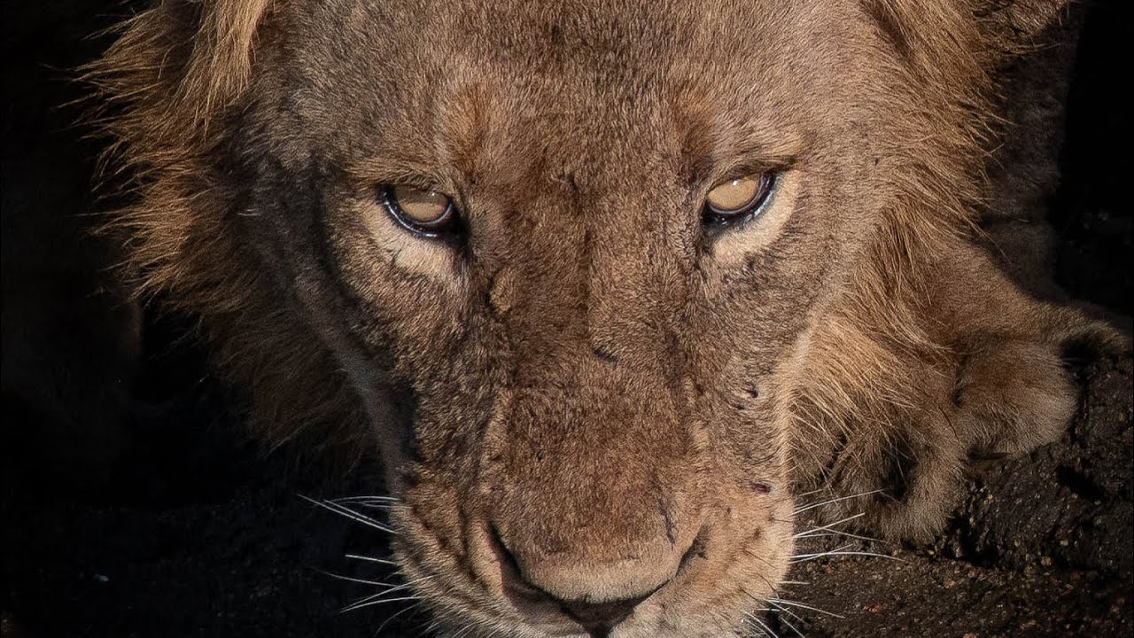 Mbiri Pride at Sunrise