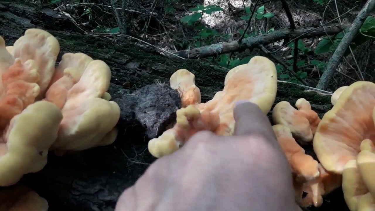 Что такое ТСЖ и с чем его едят? Трутовик серно-желтый Laetiporus sulphureus