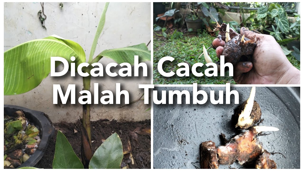 Peremajaan dan Pembibitan Pisang Tanduk Untuk Ditanam Kembali