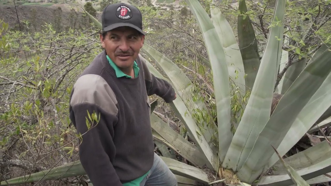 Le jus d'agave  ou la Tequila équatorienne  à Oña, province d'Azuay, Equateur, 2024.
