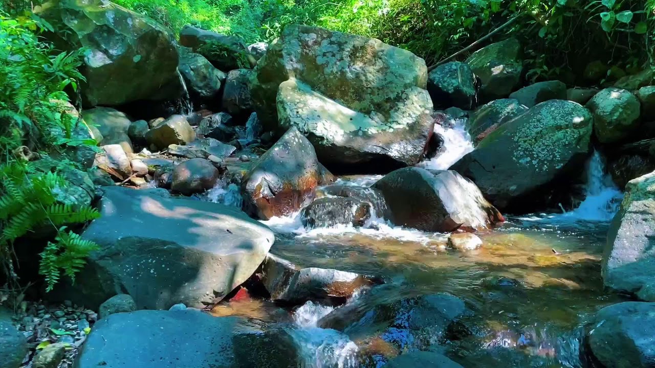 Forest Ambience, Water Sounds, Birds Singing, ASMR | Calming Nature Sounds for Sleep & Focus