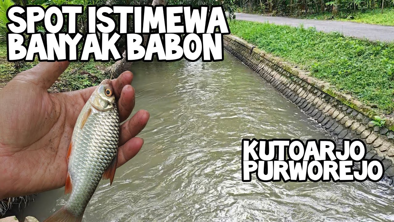 MANCING WADER DISINI BESAR BESAR DAN BANYAK! SPOT KUTOARJO PURWOREJO