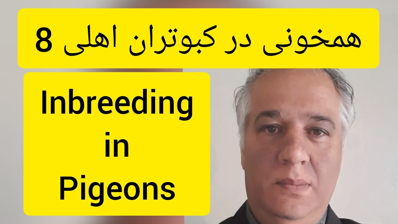 ❤️🔷  همخونی در کبوتران خانگی  (شماره 8 از 11 ) توسط آقای دکتر عباس اسدزاده   Inbreeding in Pigeons