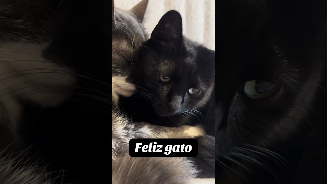 #cat #feliz #gato #funny #foryou