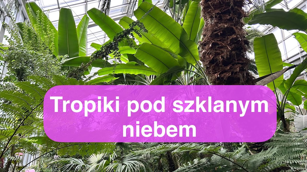 Egzotyka w centrum Polski! 🌴 Zwiedzamy Palmiarnię w Łodzi