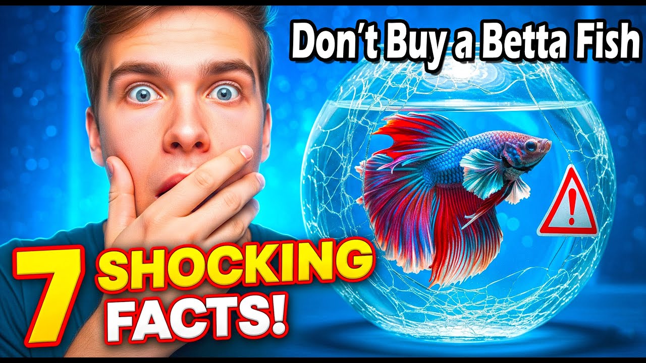 Don&rsquo;t Buy a Betta Fish Until You Know These 7 Shocking Facts!