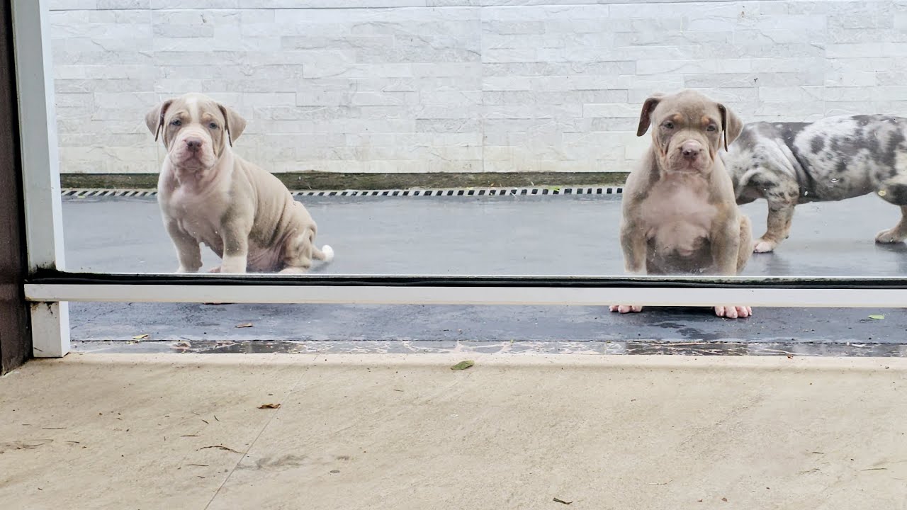 PUPPY DOG PIT MONSTER!!! #pitbull #pitmonster #americanbully american