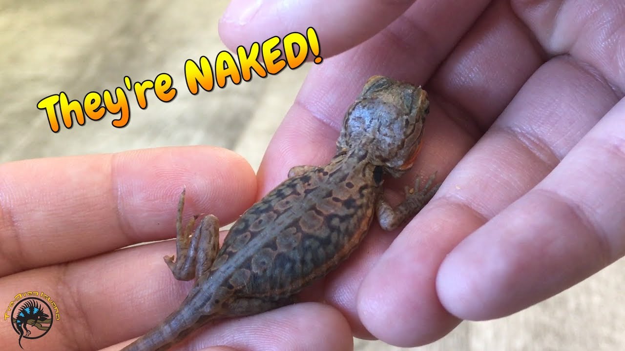 What is a Silky Bearded Dragon and How Do They Happen? 🤔