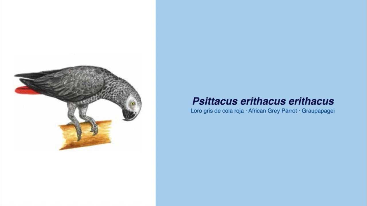 Video Encyclopedia of Parrot Species - #138 Psittacus erithacu