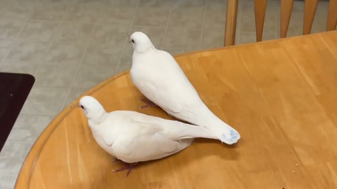 Funny animal compilation