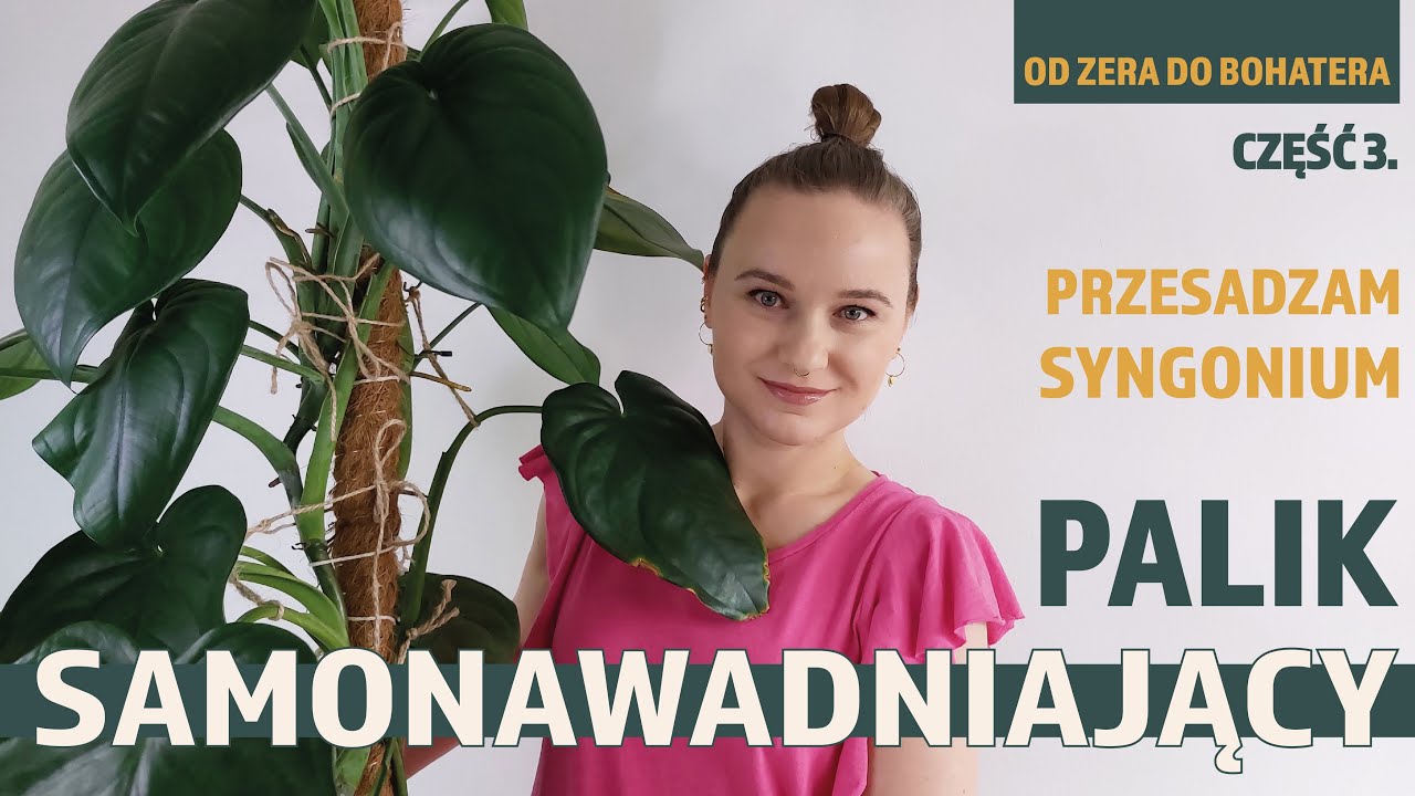 ♦︎Palik samonawadniający ♦︎ Przesadzam ogromne syngonium 💚