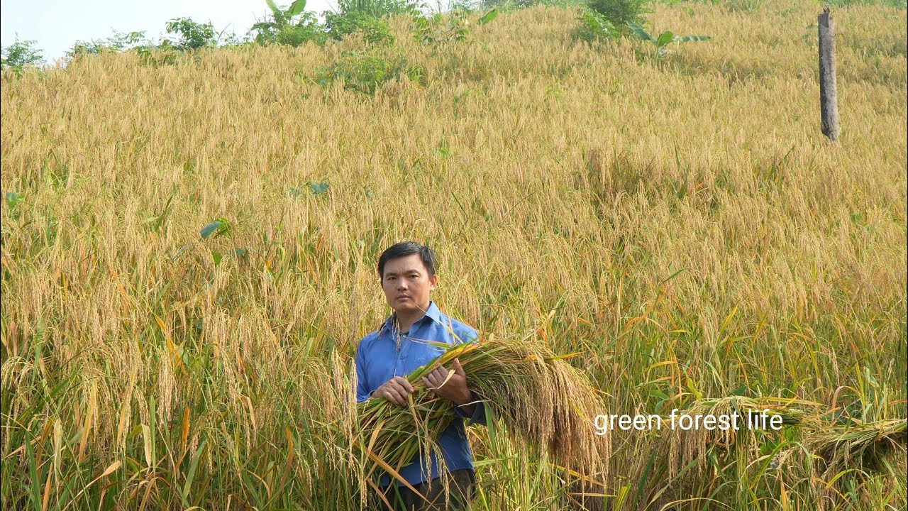 The 2024 rice crop i planted on the mountain gave me a big harvest. Robert  | Green forest life