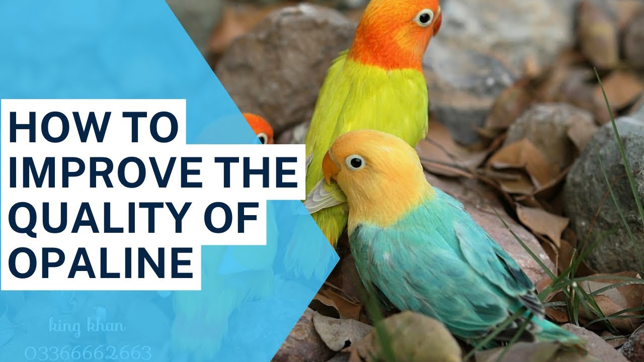 Opaline Lovebirds \ How to improve the Quality of Opaline