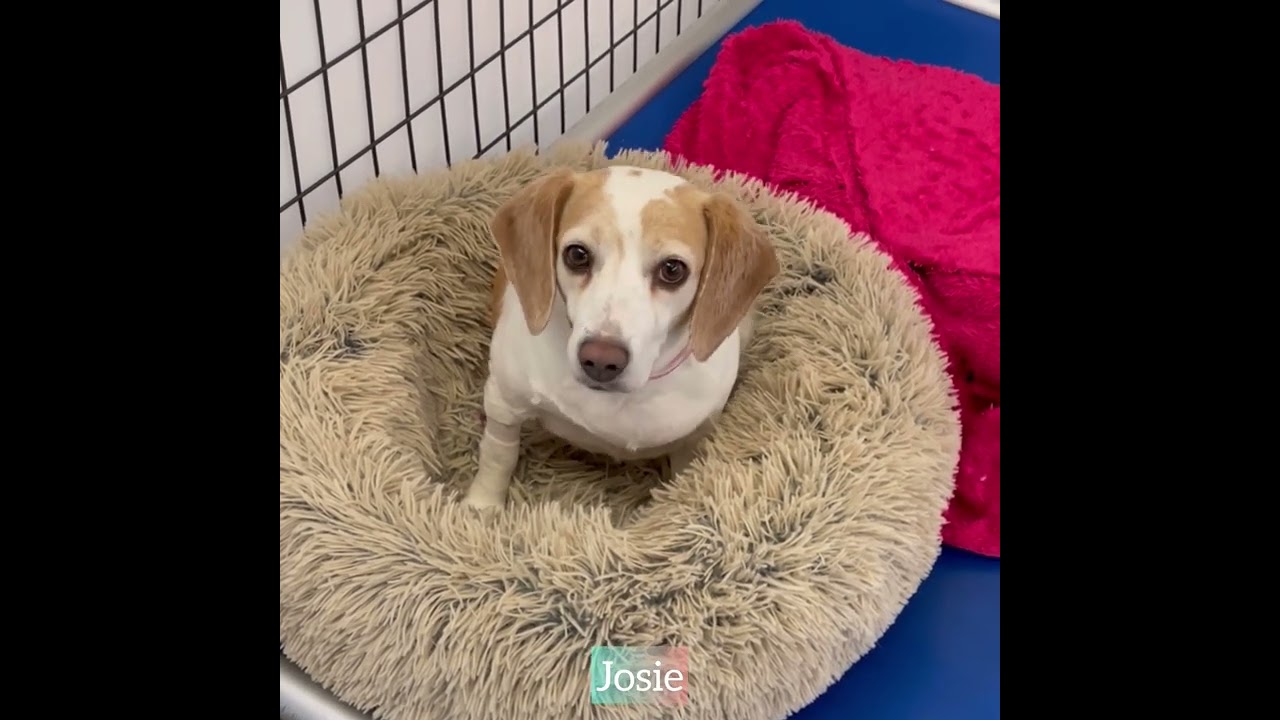 Late Winter Storm Hits and We&rsquo;re Covered in&hellip;FUR!