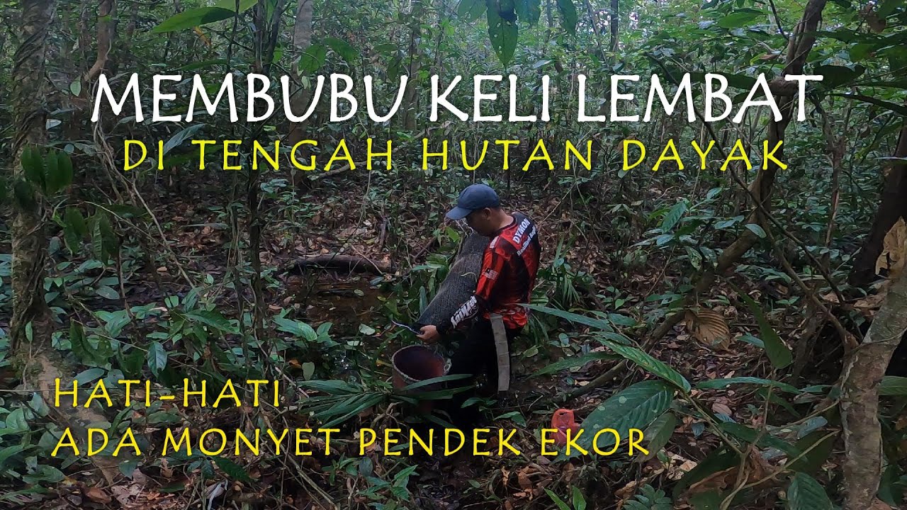 Ini lubuk keli‼️Belum ada orang membubu di rawa tengah Hutan Dayak ini. Waspada monyet ekor pendek.