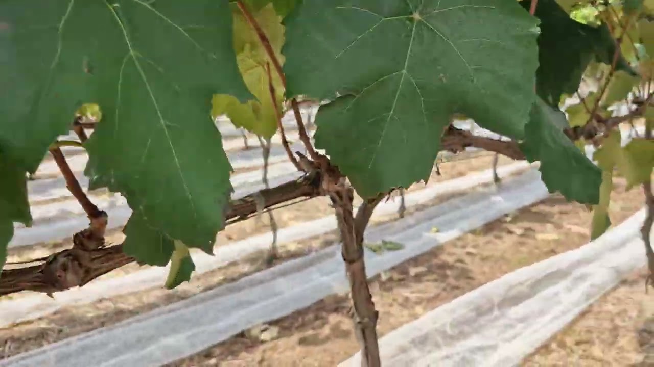 Produtividade, proteção, manejo e rentabilidade Quer ter esses resultados? CONSULTORIA AGRO MARIANA 