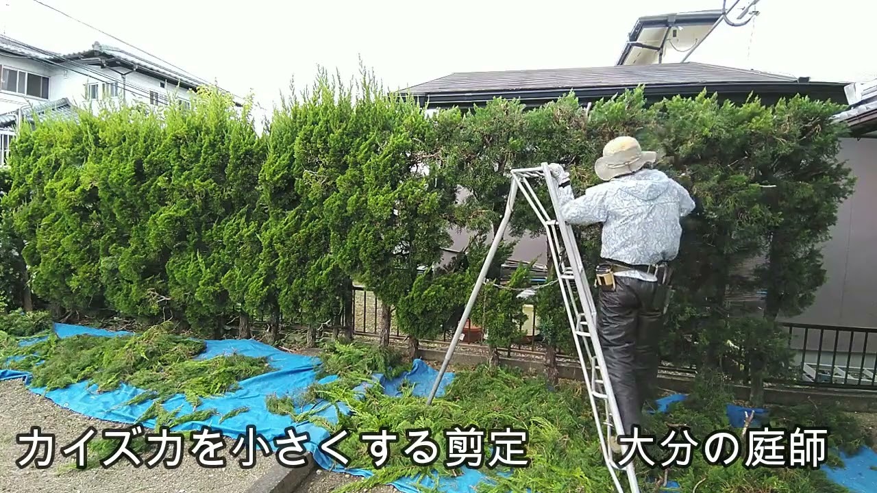 カイズカを小さくする剪定
