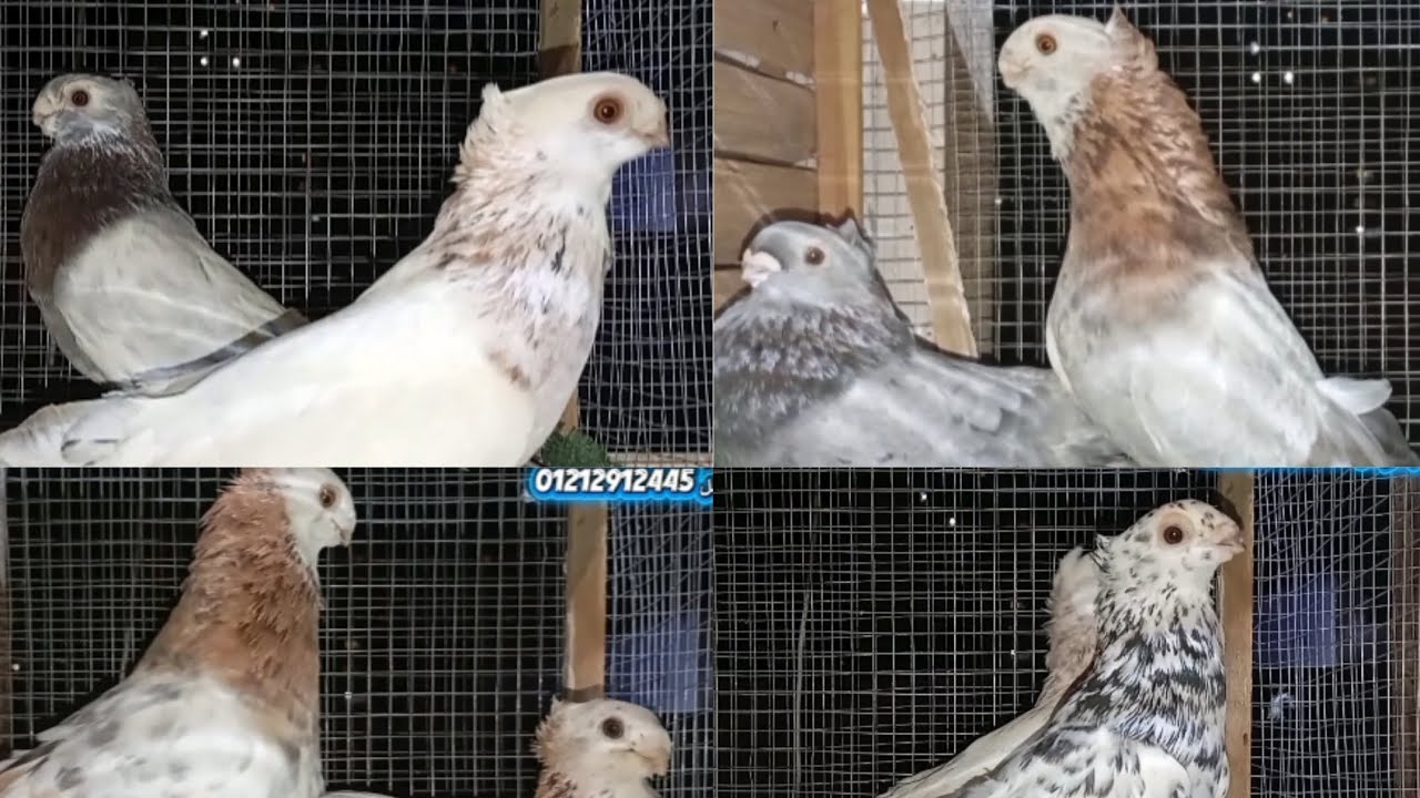 تشكيله ملونات طرطير اسكندرنيات للراغبين #حمام_مصر_حمام_العراق_حمام_الشام #حمام #pigeon#birds#مصر 