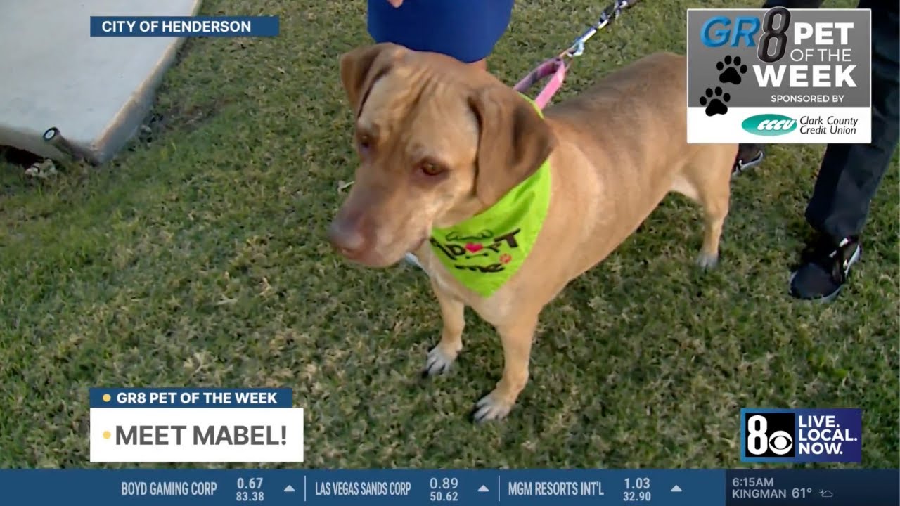 Introducing Gr8 Pet of the Week - Mabel