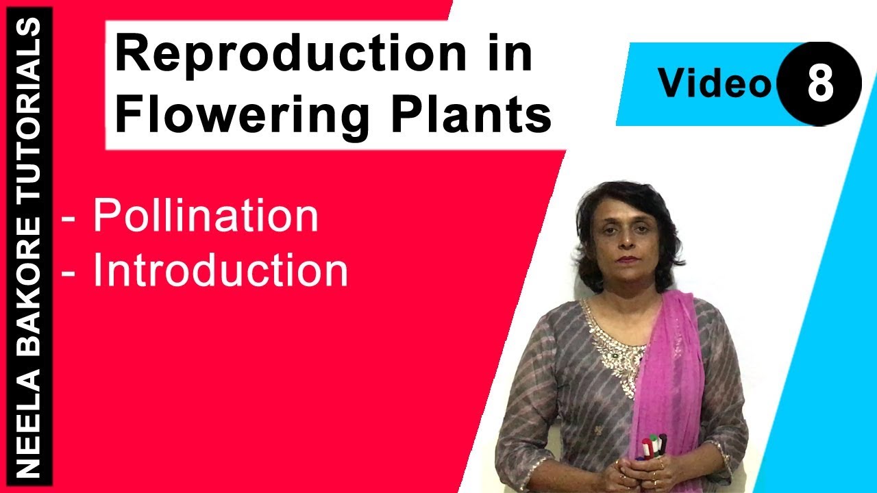 Reproduction in Flowering Plants | NEET | Pollination - Introduction | Neela Bakore Tutorials