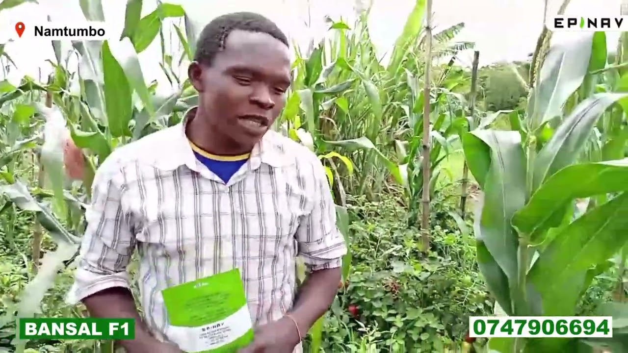 MBEGU YA BANSAL F1 YAMWINUA KIUCHUMI MKULIMA MDOGO WA NYANYA NAMTUMBO SONGEA Bw. KONDEBOI 0653792813