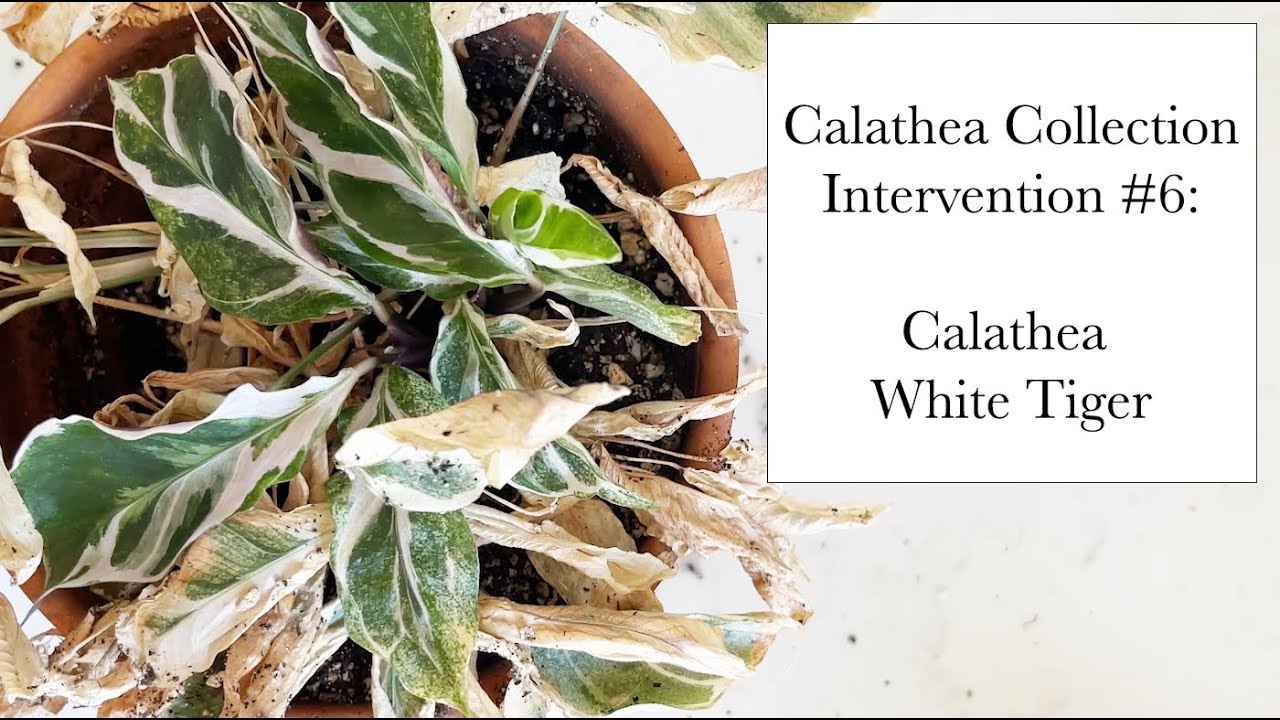 Calathea Collection: Calathea White Tiger (spider mites, humidity stress, potting up)