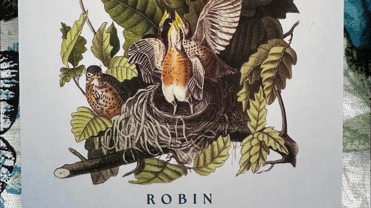 The Robin - from the Spiritual Meanings of birds oracle and tarot reading