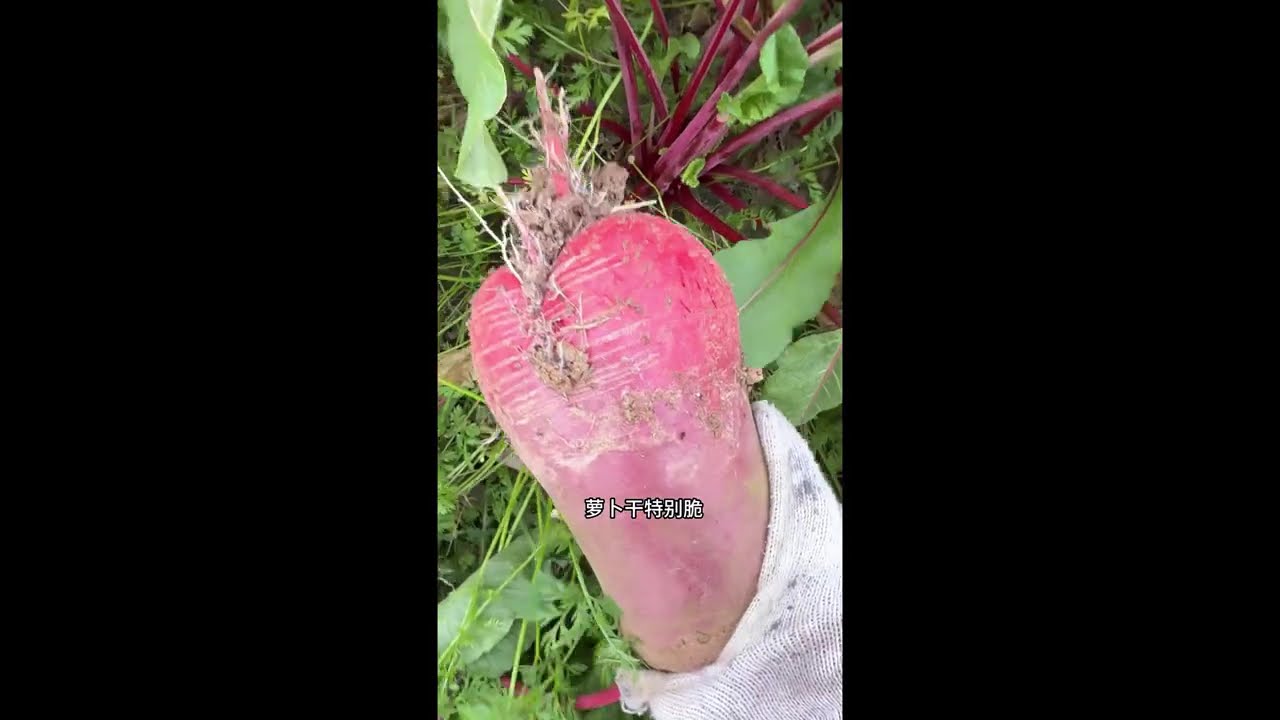 意外收获了初冬种的水果萝卜，狗子们也纷纷来参与，结果啥忙也没帮上