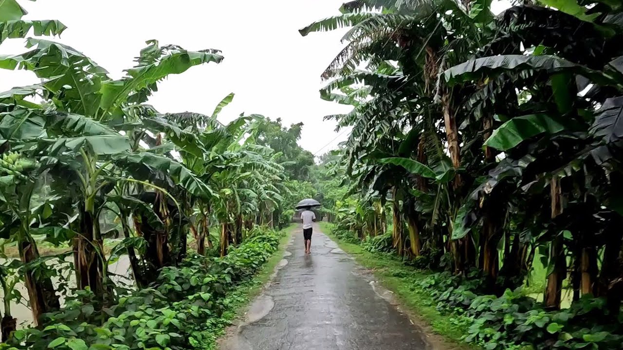 বৃষ্টি নামলো গ্রামীণ প্রকৃতিতে।। গ্রাম বাংলার প্রকৃতিতে বৃষ্টির ‍দৃশ্য।।Heavy rain in village nature