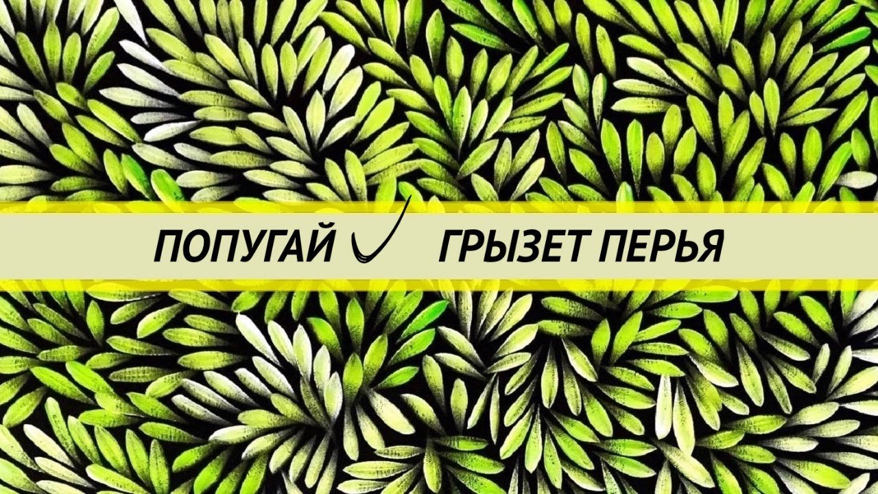 Попугай грызет и выщипывает перья