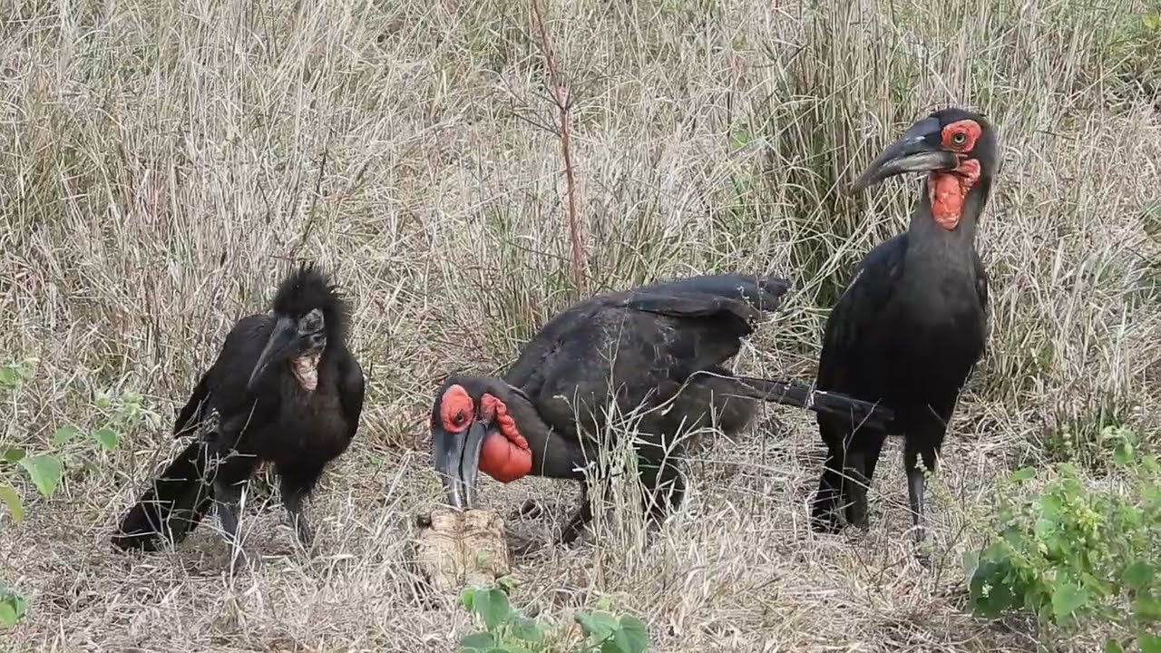Bird eating tortoise